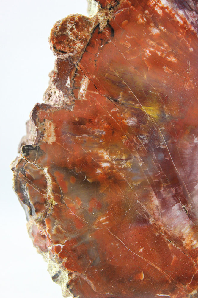 Arizona Petrified Wood Slab