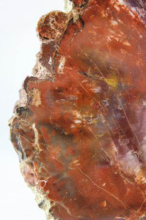 Arizona Petrified Wood Slab