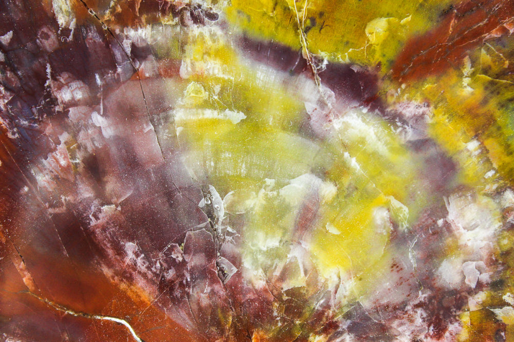 Arizona Petrified Wood Slab