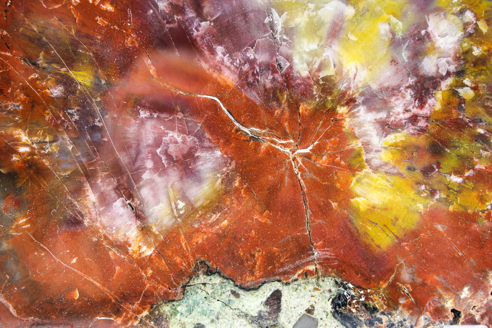 Arizona Petrified Wood Slab