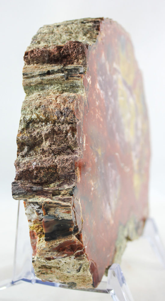 Arizona Petrified Wood Slab