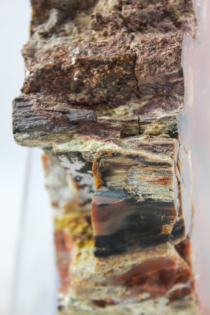 Arizona Petrified Wood Slab