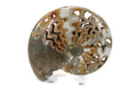 Ornate Ammonite Fossil