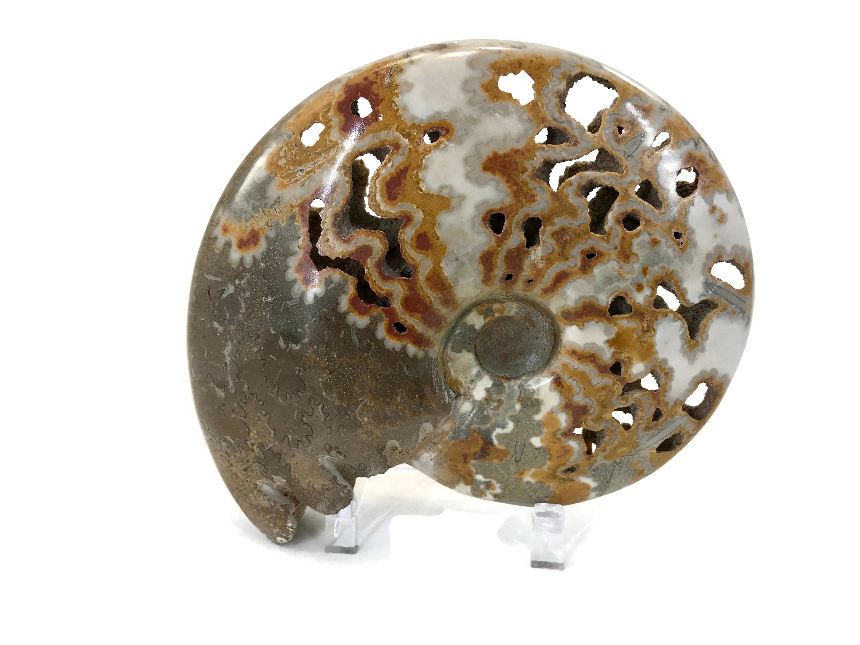 Ornate Ammonite Fossil