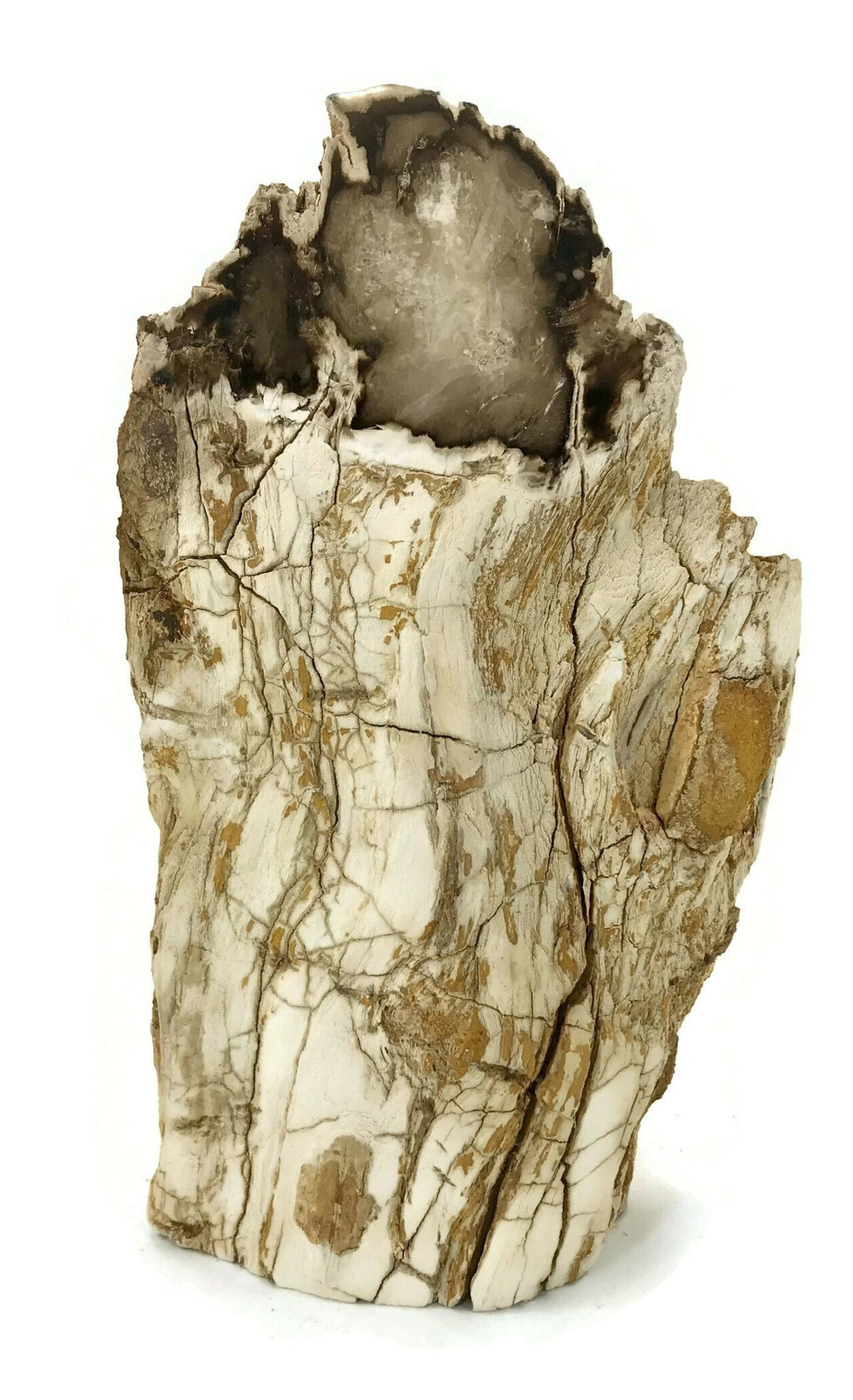 Washington State Petrified Wood Limb