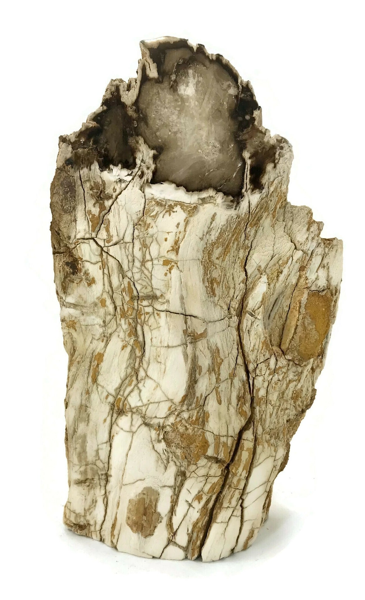 Washington State Petrified Wood Limb