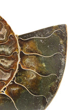 Chambered Ammonite Fossil Pair