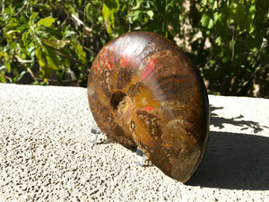 Red Iridescent Ammonite Fossil