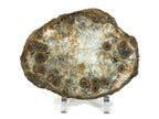 Dramatic Eyed Agate Endcap
