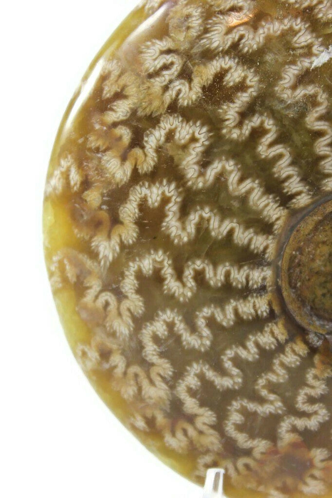 Intricate Ammonite Fossil