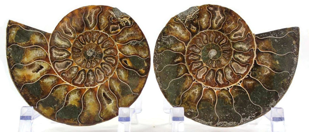 Chambered Ammonite Fossil Pair