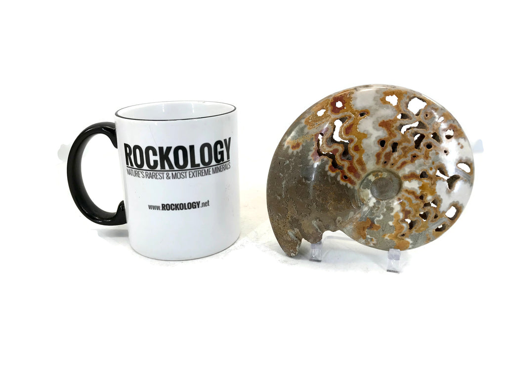 Ornate Ammonite Fossil