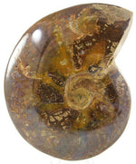 Red Iridescent Ammonite Fossil