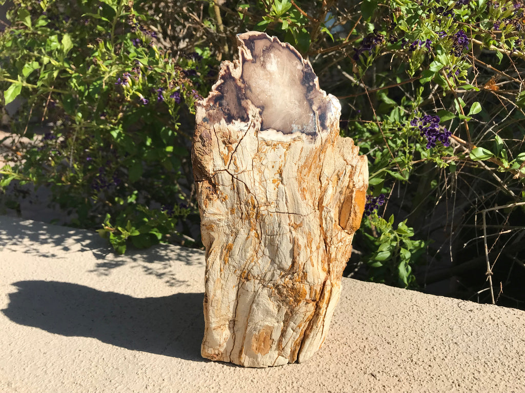 Washington State Petrified Wood Limb