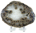 Dramatic Eyed Agate Endcap