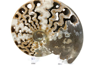 Ornate Ammonite Fossil
