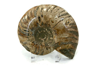 Chambered Ammonite Fossil Pair