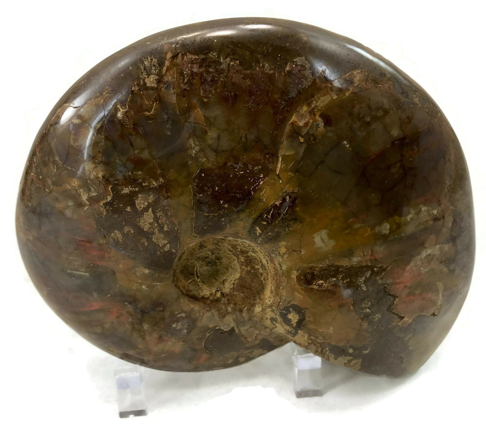 Red Iridescent Ammonite Fossil
