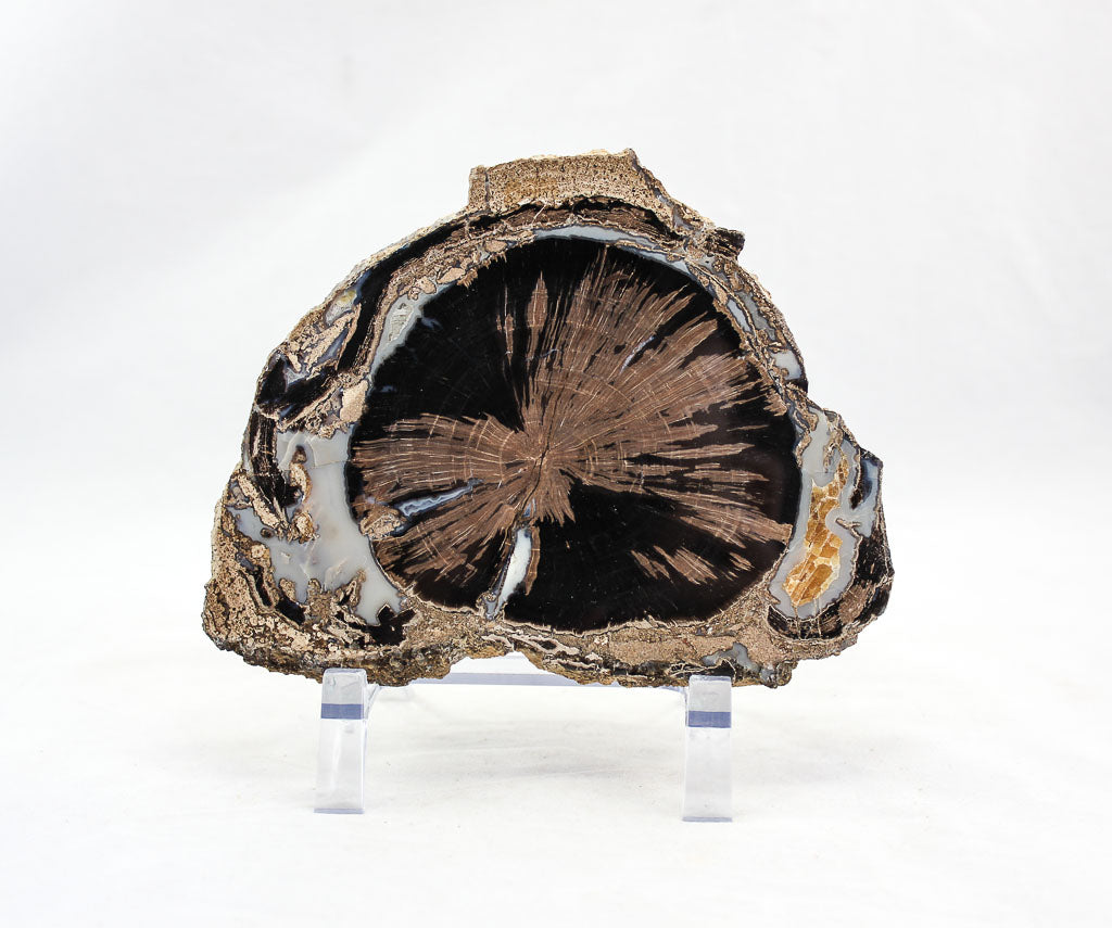 Blue Forest petrified wood slab
