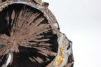Blue Forest petrified wood slab