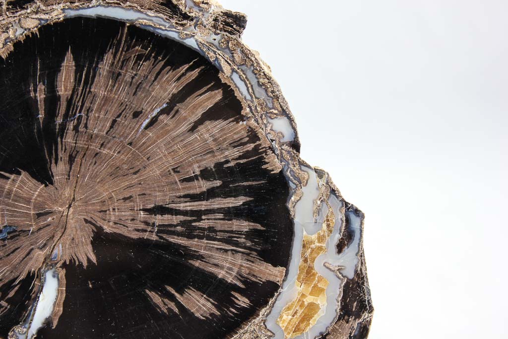 Blue Forest petrified wood slab