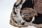 Blue Forest petrified wood slab