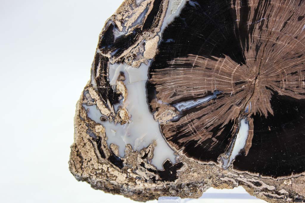 Blue Forest petrified wood slab