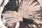 Blue Forest petrified wood slab
