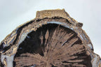 Blue Forest petrified wood slab