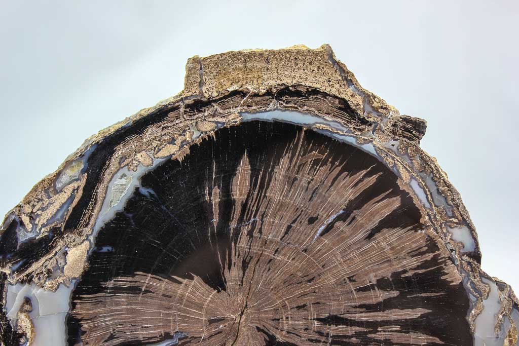 Blue Forest petrified wood slab