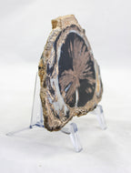 Blue Forest petrified wood slab