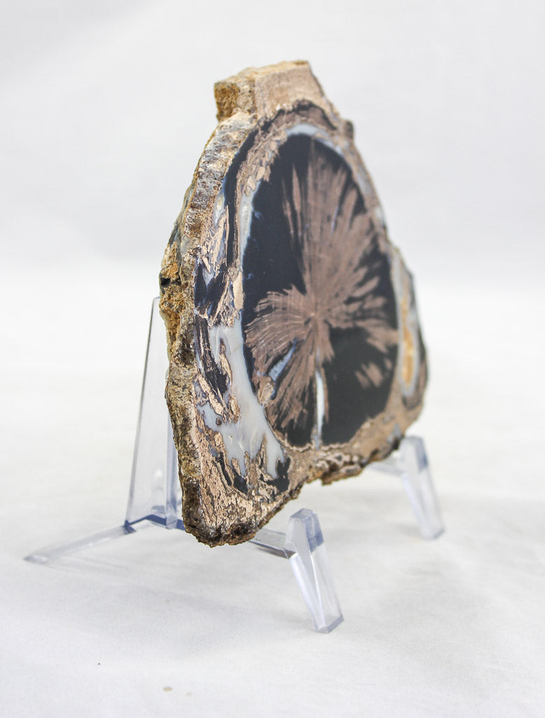 Blue Forest petrified wood slab