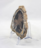 Blue Forest petrified wood slab