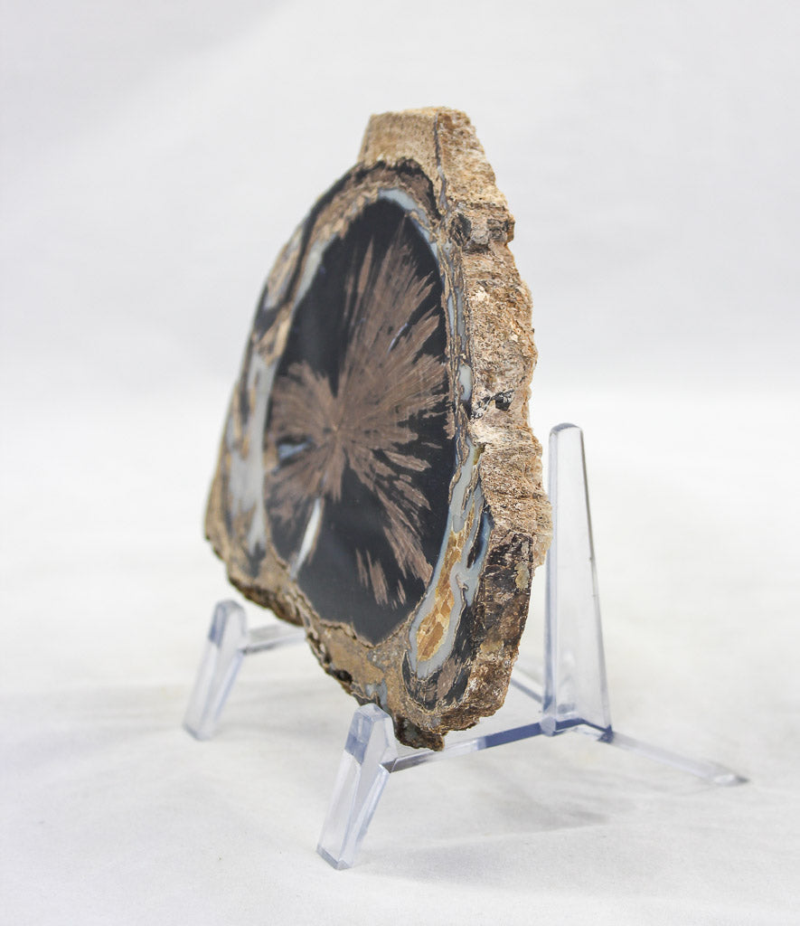 Blue Forest petrified wood slab