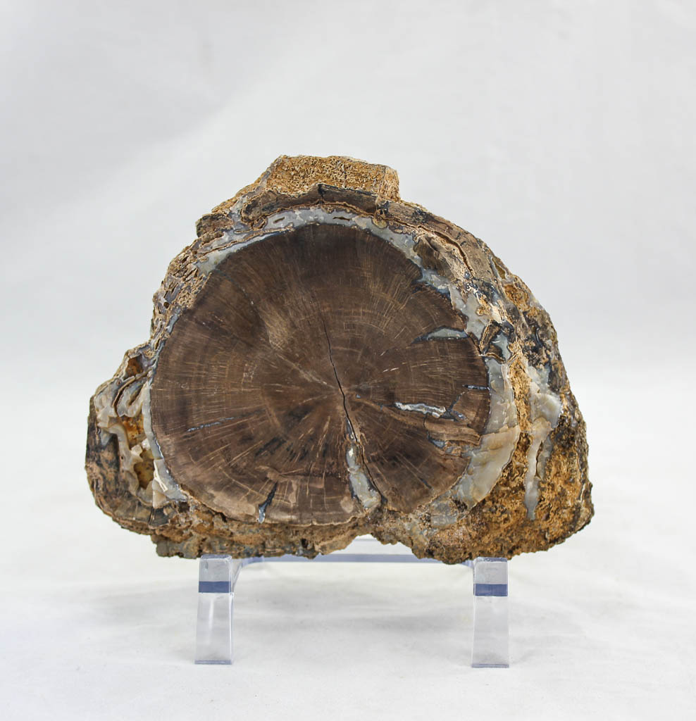 Blue Forest petrified wood slab