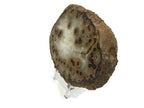 Dramatic Eyed Agate Endcap