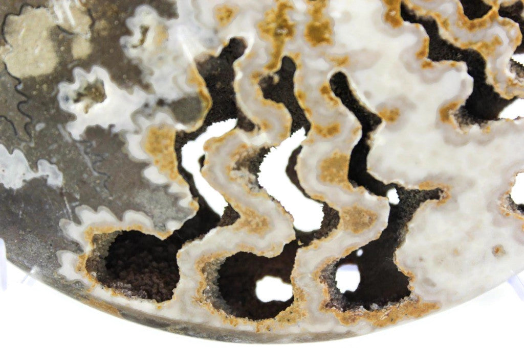 Ornate Ammonite Fossil