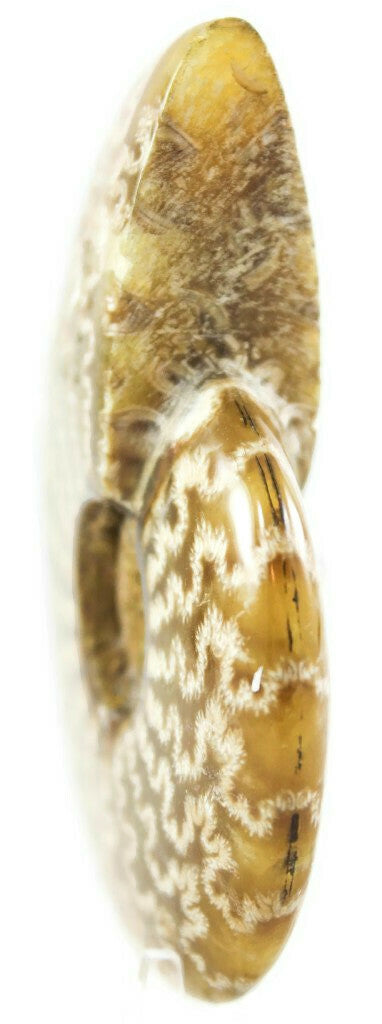 Intricate Ammonite Fossil