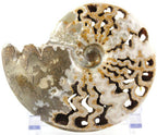 Ornate Ammonite Fossil