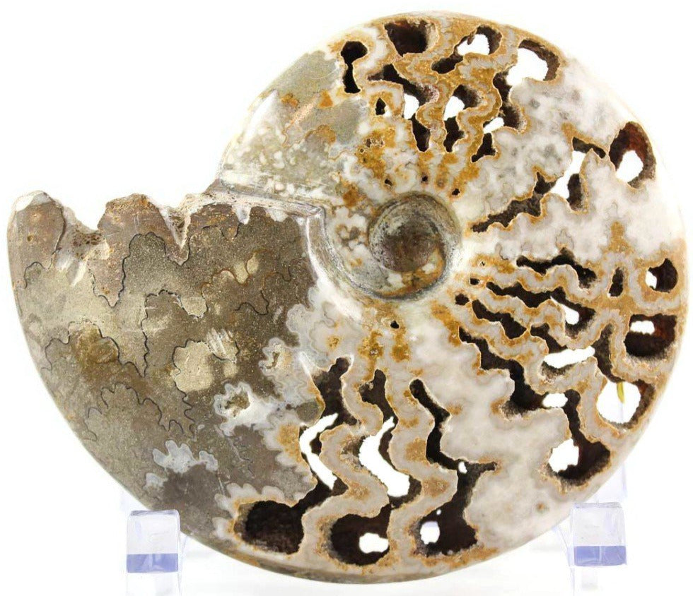 Ornate Ammonite Fossil