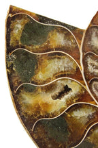 Chambered Ammonite Fossil Pair