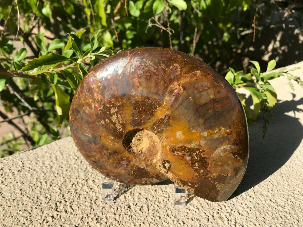 Red Iridescent Ammonite Fossil
