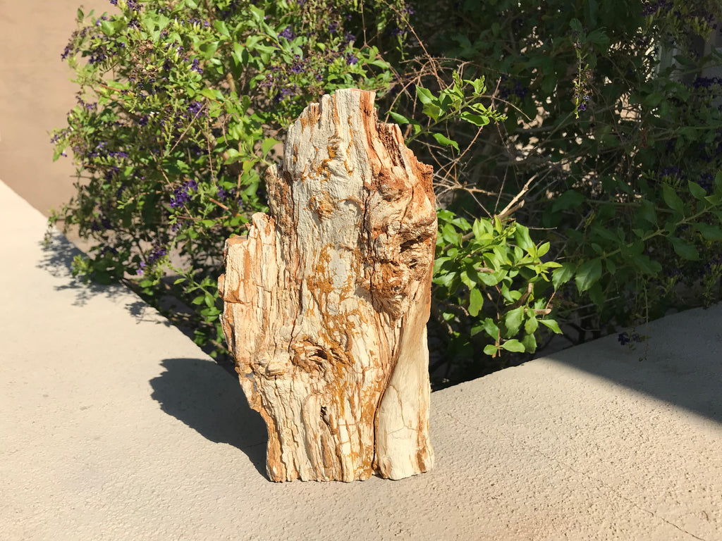 Washington State Petrified Wood Limb