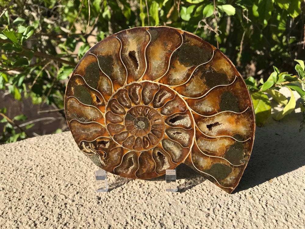 Chambered Ammonite Fossil Pair