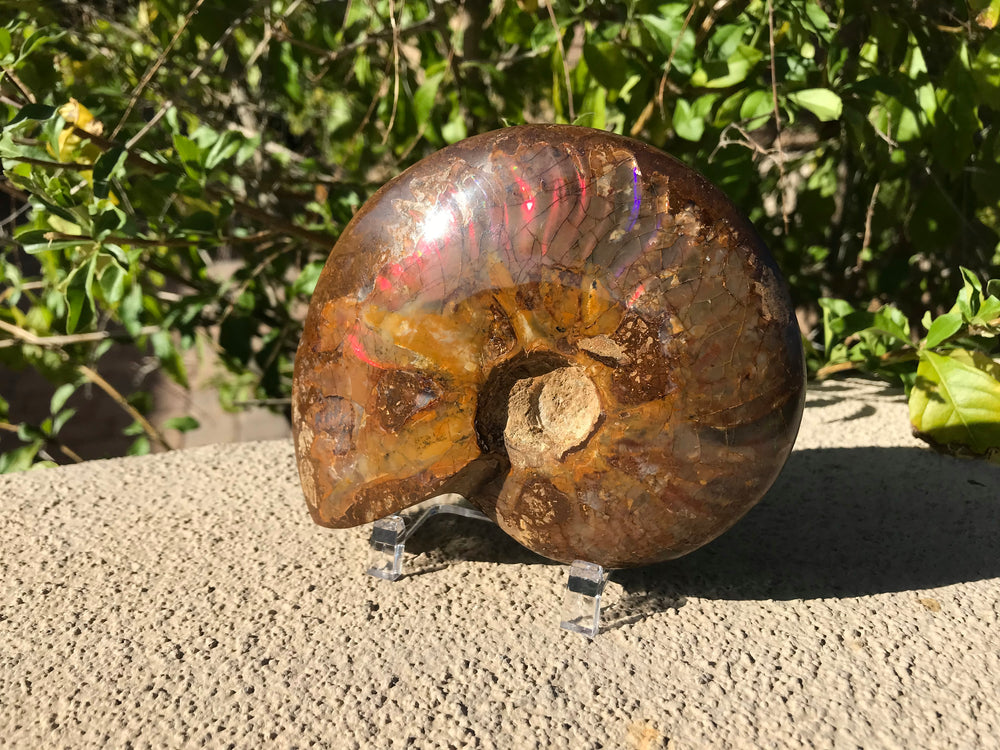 Red Iridescent Ammonite Fossil