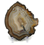 Golden Lined Agate Slice