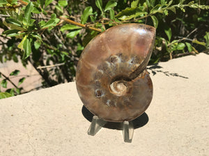 Hologram-like Ammonite Fossil