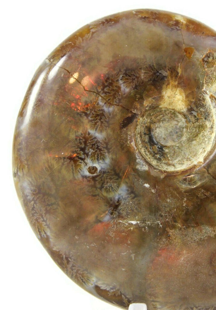 Hologram-like Ammonite Fossil