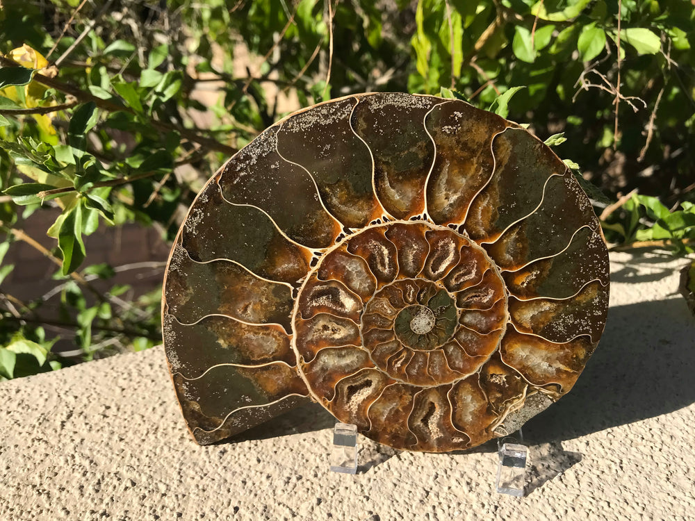 Chambered Ammonite Fossil Pair