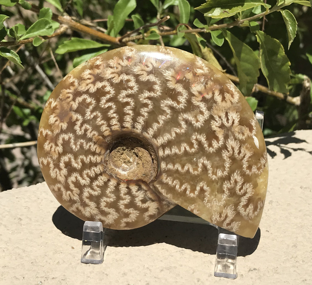 Intricate Ammonite Fossil